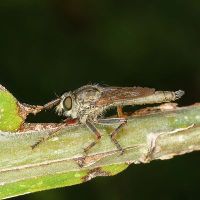 Machimus prairiensis ?