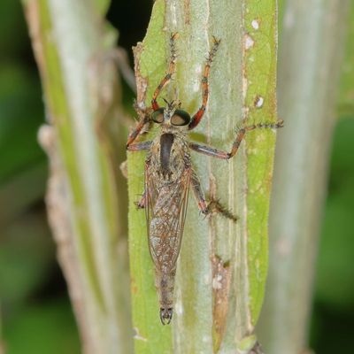 Machimus prairiensis ?
