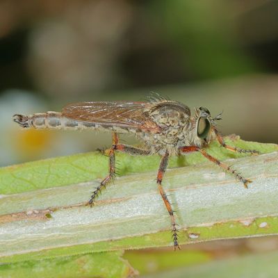 Machimus prairiensis ?