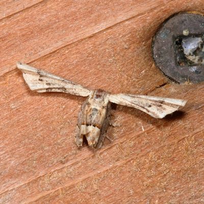 Hodges#7652 * Antiplecta triangularis