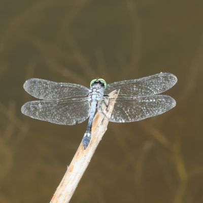 Spot-tailed Dasher * Micrathyria aequalis