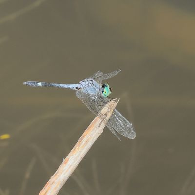Spot-tailed Dasher * Micrathyria aequalis