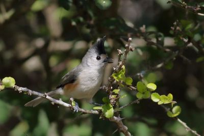 Black-crested Titmouse