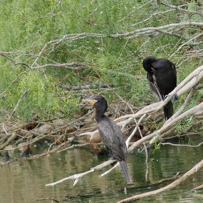 Neotropic Cormorant