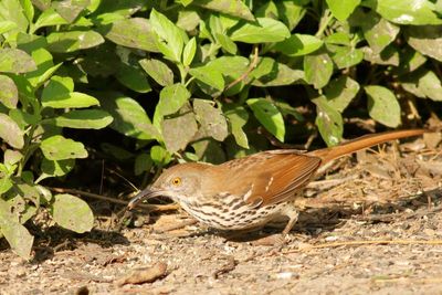 Curved-bill Thrasher