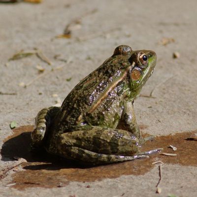 Rio Grande Leopard Frog