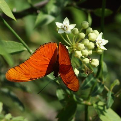 Julia Heliconian ♂