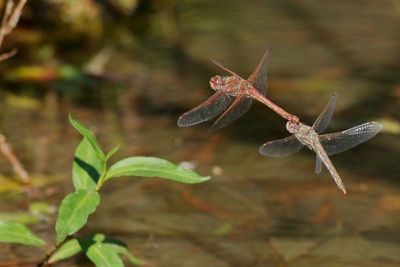 Variegated Meadowhawk