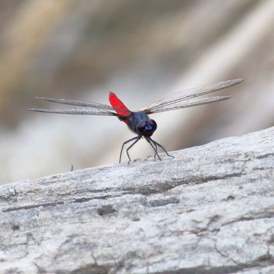 Mexican Scarlet-Tail