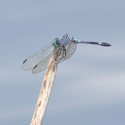 Spot-tailed Dasher * Micrathyria aequalis