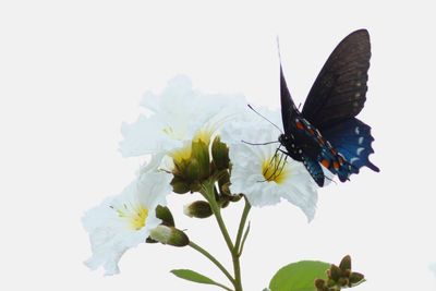 Pipevine Swallowtail