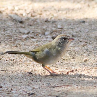 Olive Sparrow