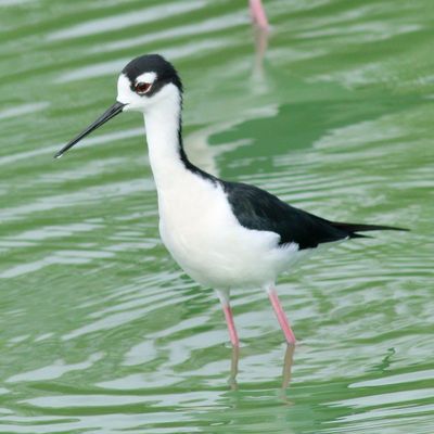 Black-necked Stilt
