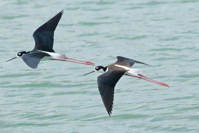 Black-necked Stilt