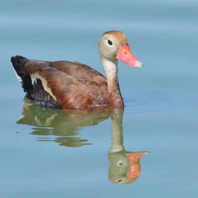 Black-bellied Whistling-Duck