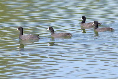 American Coot