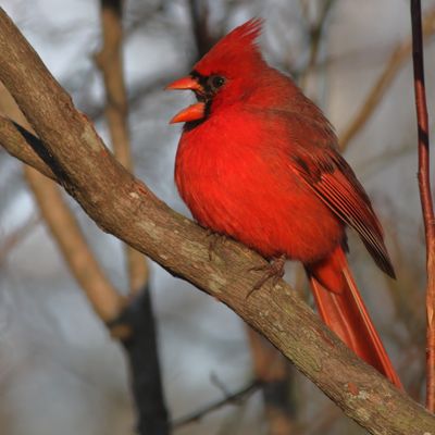 Northern Cardinal