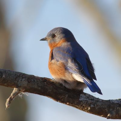 Eastern Bluebird