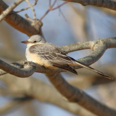 Scissor-tailed Flycatcher