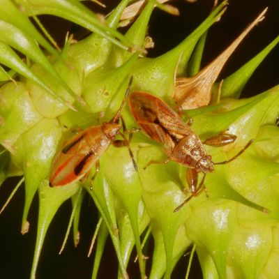 Oedancala dorsalis