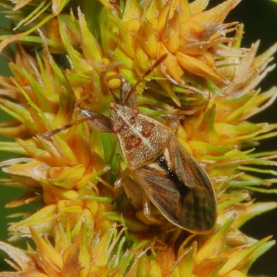 Oedancala dorsalis