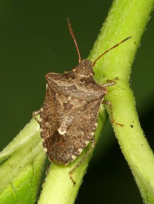 Euschistus tristigmus luridus