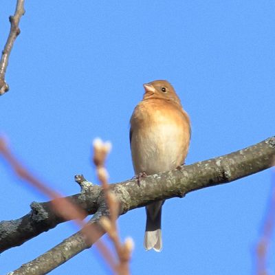 Lazuli Bunting
