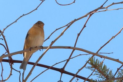 Lazuli Bunting