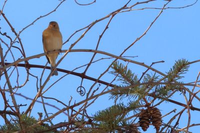 Lazuli Bunting