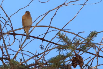 Lazuli Bunting