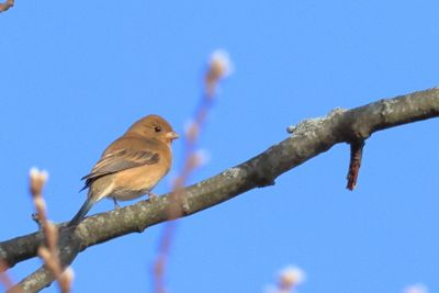 Lazuli Bunting