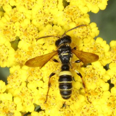 Cerceris nigrescens