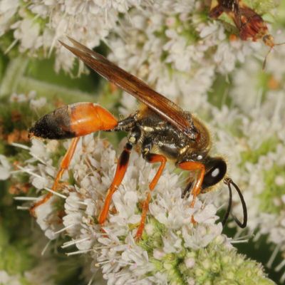 Sphex ichneumoneus * Great Golden Digger Wasp