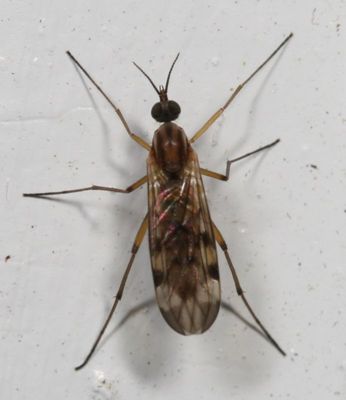 Sylvicola fenestralis