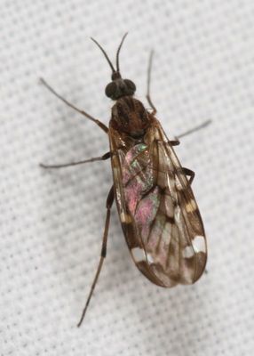 Sylvicola alternatus ♀