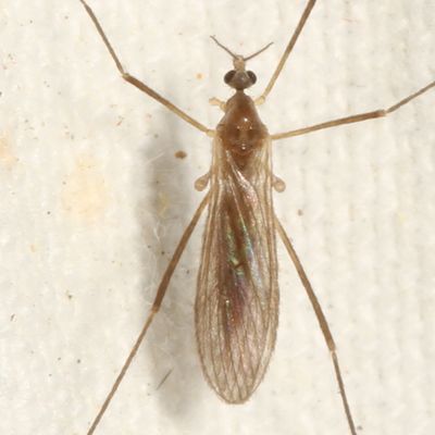 Tribe Eriopterini