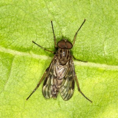 Rhagio plumbeus ♂