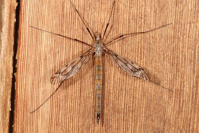 Tipula longiventris ♀