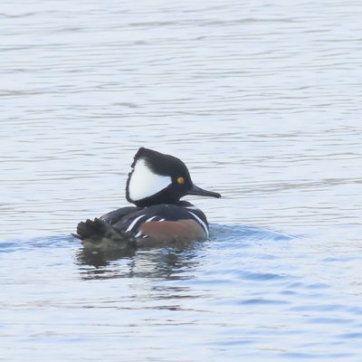 Hooded Merganser ♂