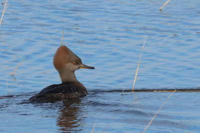 Hooded Merganser ♀