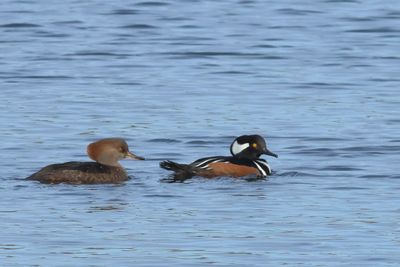 Hooded Merganser ♀ & ♂