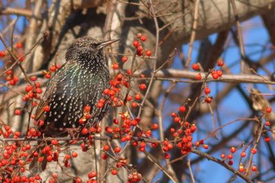 European Starling