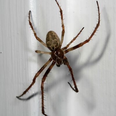 Larinioides sclopetarius