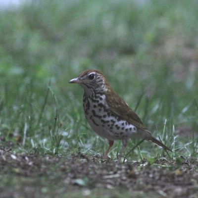 Wood Thrush