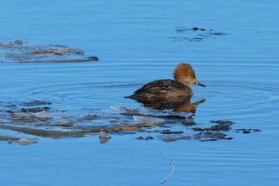 Hooded Merganser ♀