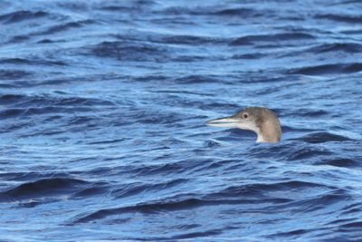 Common Loon