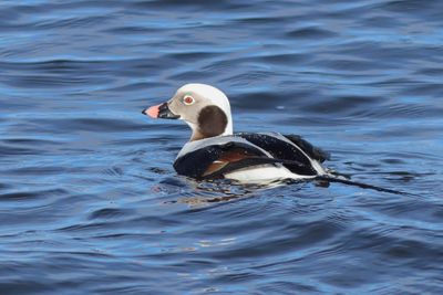 Long-tailed Duck