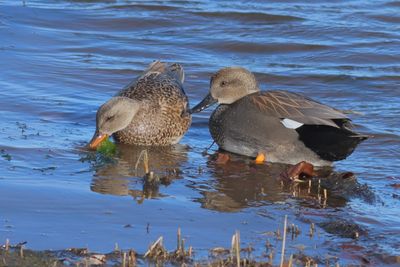 Gadwall ♀ & ♂