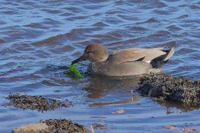 Gadwall ♂