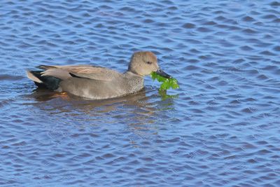 Gadwall ♂